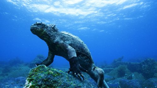 Galapagos islands 3D adventure