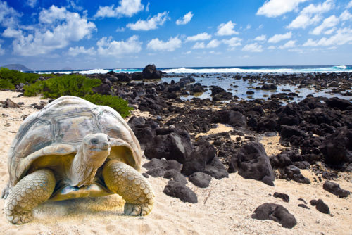 the turtle at Galapagos islands