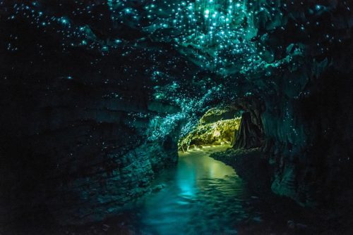 all about Glow Worm Cave