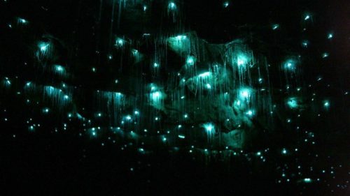 the detail area of Glow Worm Cave