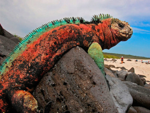 Galapagos islands for the animal lovers