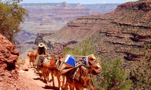 horse riding at grand canyon