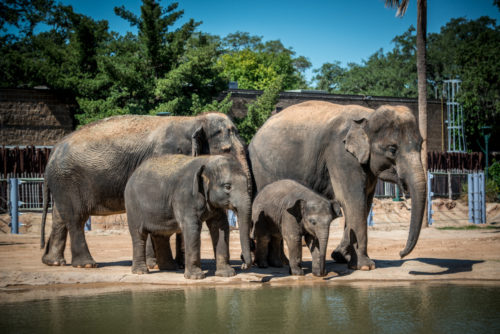 Houston Zoo