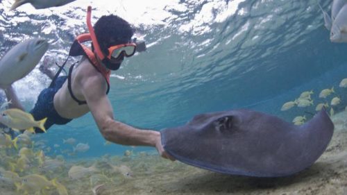 pet stingray aquarium