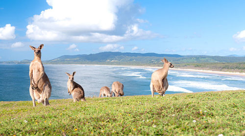 queensland-cute-kangooro