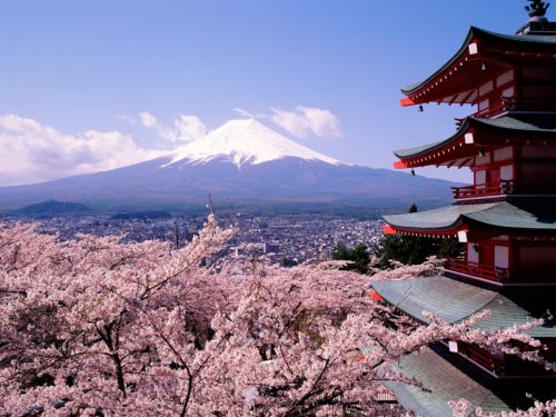 kyoto-sakura-flower