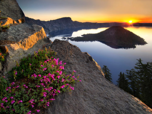 CXPN2F Sunrise and penstemon. Crater Lake National Park, Oregon mountain wildflowers