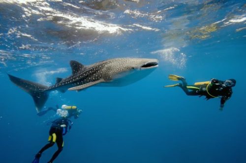 Nosy be diving activity