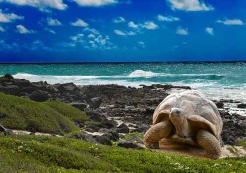 Galapagos islands animal