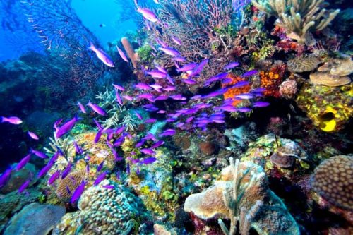 School of creole wrasse