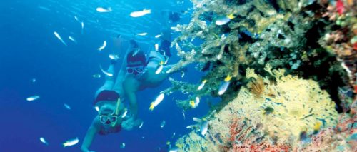 Snorkelling at whitehaven beach