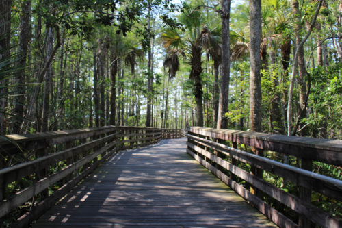 Grassy water preserve