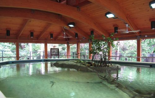 Gumbo limbo nature center