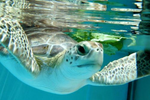 Loggerhead marinelife center