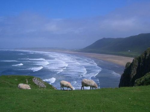 Rhossili bay animal