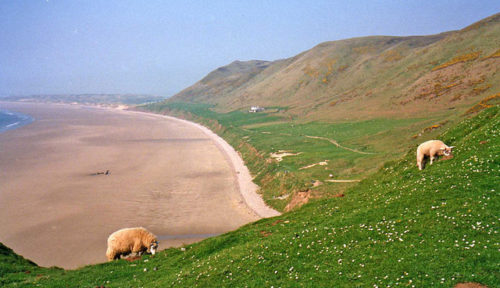 Rhossili bay fauna