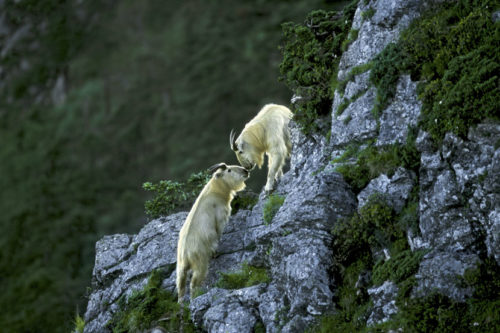 dali china wildlife